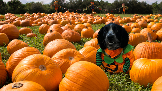 The Most Pawsome Halloween Dog Dress Up Competition Ever!