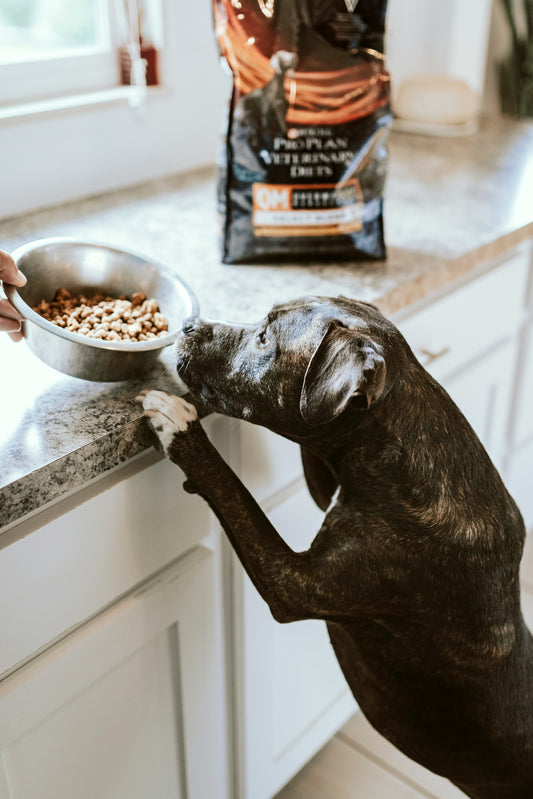 Choosing the Right Dog Food: Tips for Every Breed and Age