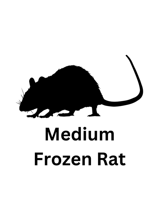 Medium Frozen Rat